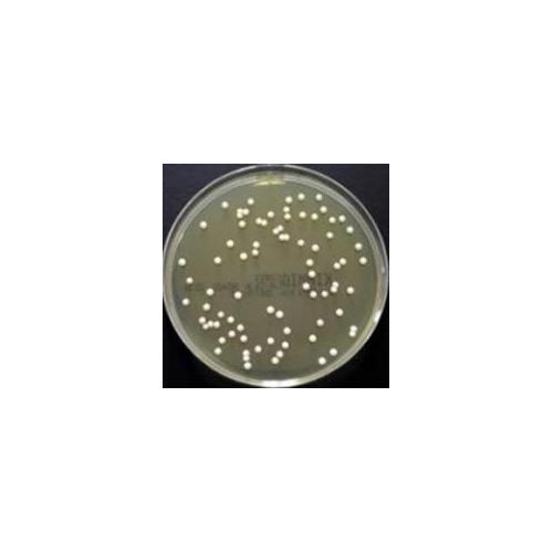 OXOID Kimmig-Agar Nährboden AP 10 Fertigplatten