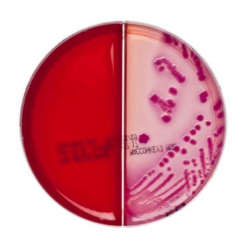 Columbia CNA Äsculin Selektivagar/ AP 10, MacConkey Agar Nr. 3