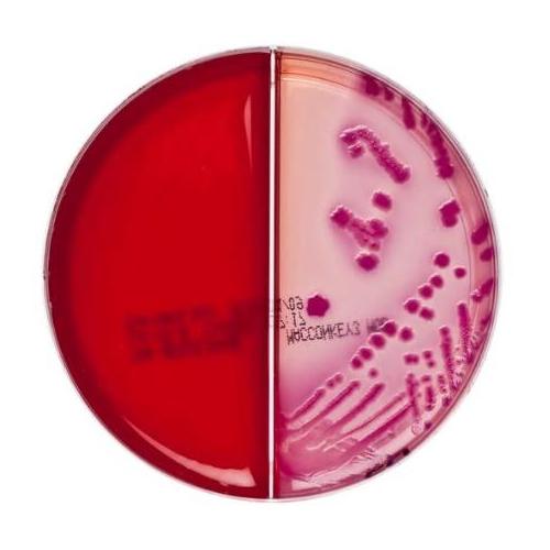 OXOID Columbia CNA Äsculin Selektivagar/ AP 10, MacConkey Agar Nr. 3